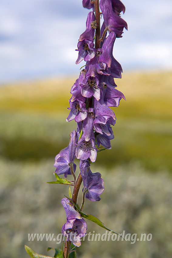 Tyrihjelm Aconitum septentrionale i lia ovenfor Lemonsjøen.