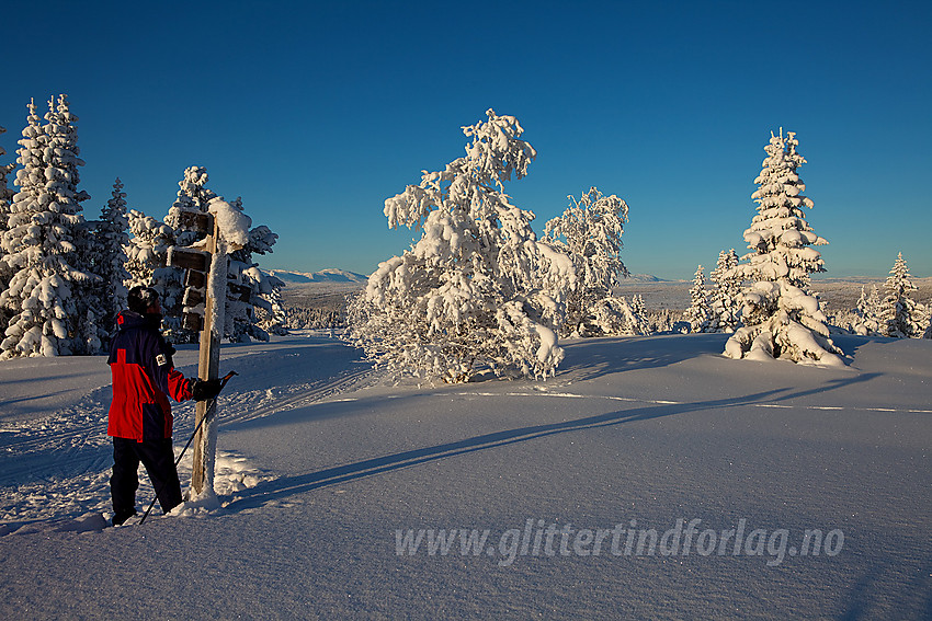 Ved løypekryss like nedenfor Hærevatnet i Tisleidalen skiløypenett. Bildet er tatt en januardag som stod til terningkast 6!