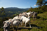 2010072341300012.jpg