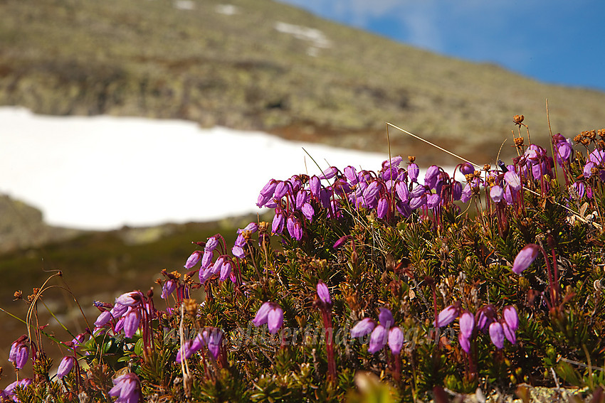 Blålyng Phyllodoce caerulea ved Lægernøse i Hemsedal.