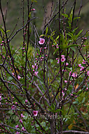 2011032811800012.jpg